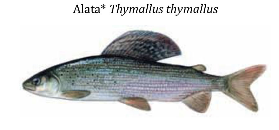Хариус / Alata / Thymallus