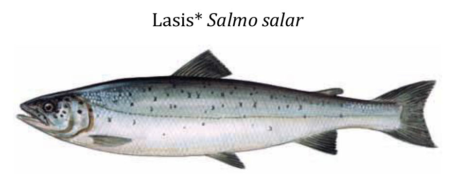 Лосось / Lasis / Salmo salar