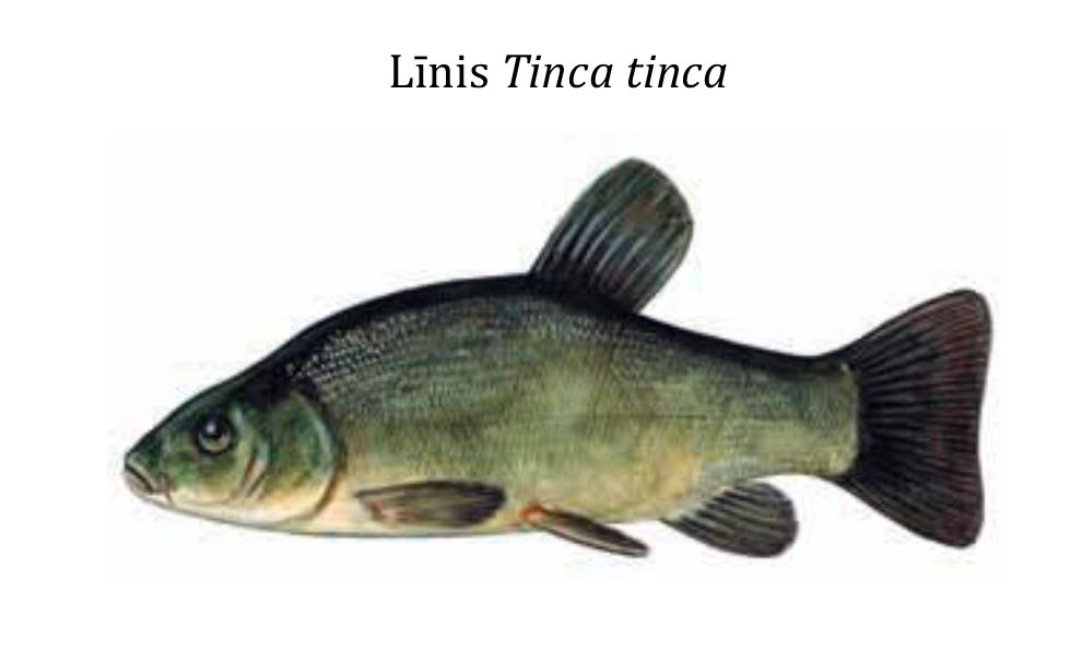 Линь / Līnis / Tinca tinca