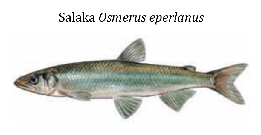 Корюшка(Снетки)Салака / Salaka / Osmerus eperlanus
