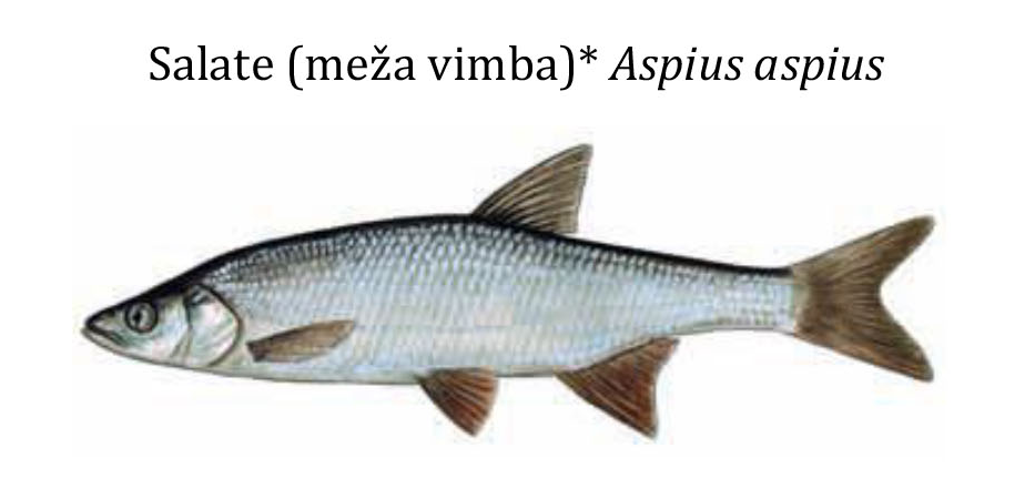 Жерех / Salate(meža vimba) / Aspius aspius