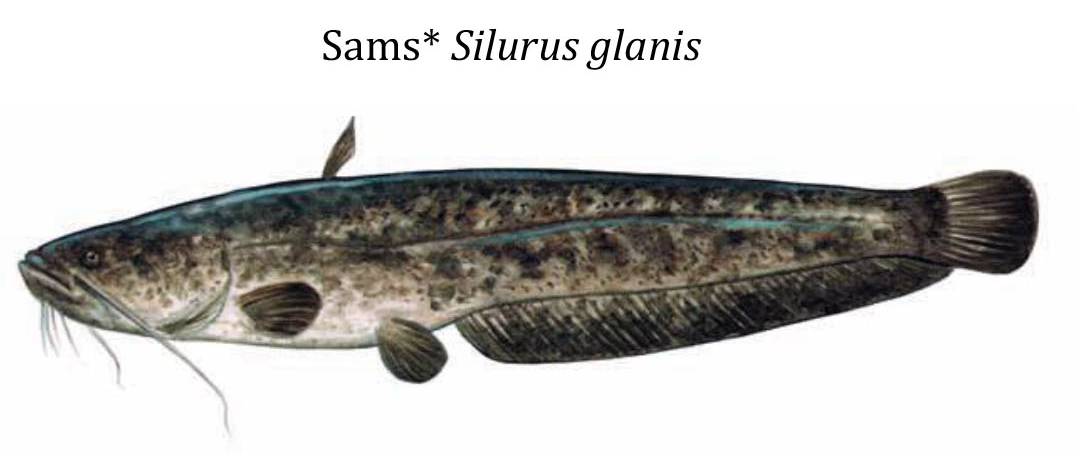Сом / Sams / Silurus glanis