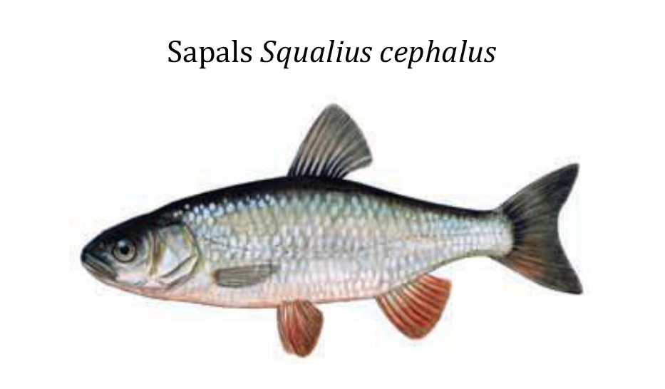 Голавль / Sapals / Squalius cephalus