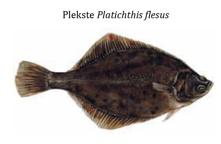 Речная камбала / Plekste / Platichthys flesus