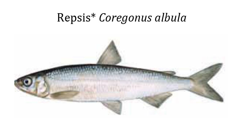 Ряпушка / Repsis / Coregonus albula