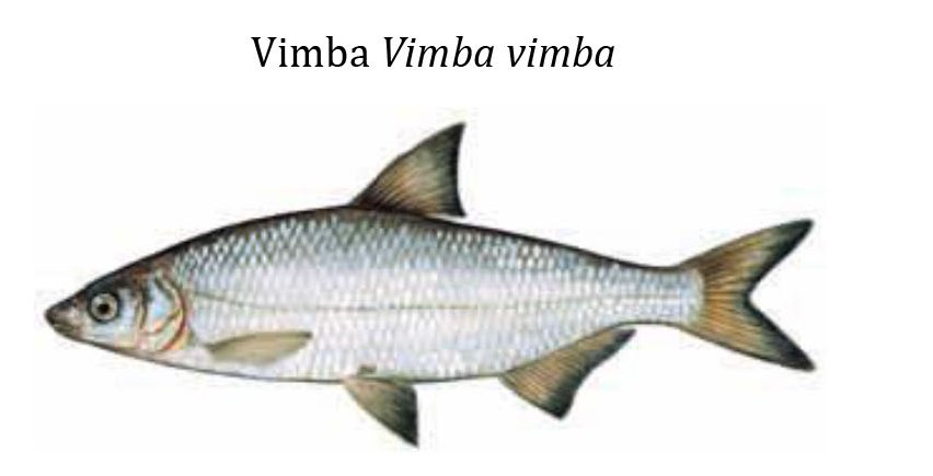 Рыбец(Сырть, Вимба) / Vimba / Vimba vimba