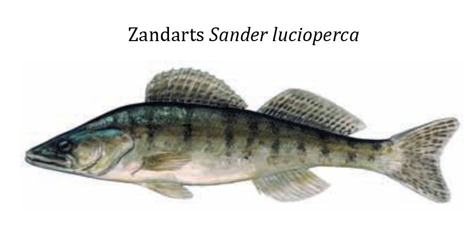 Судак / Zandarts / Sander lucioperca